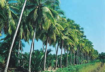 Đại lý vé máy bay giá rẻ tại Bến Tre